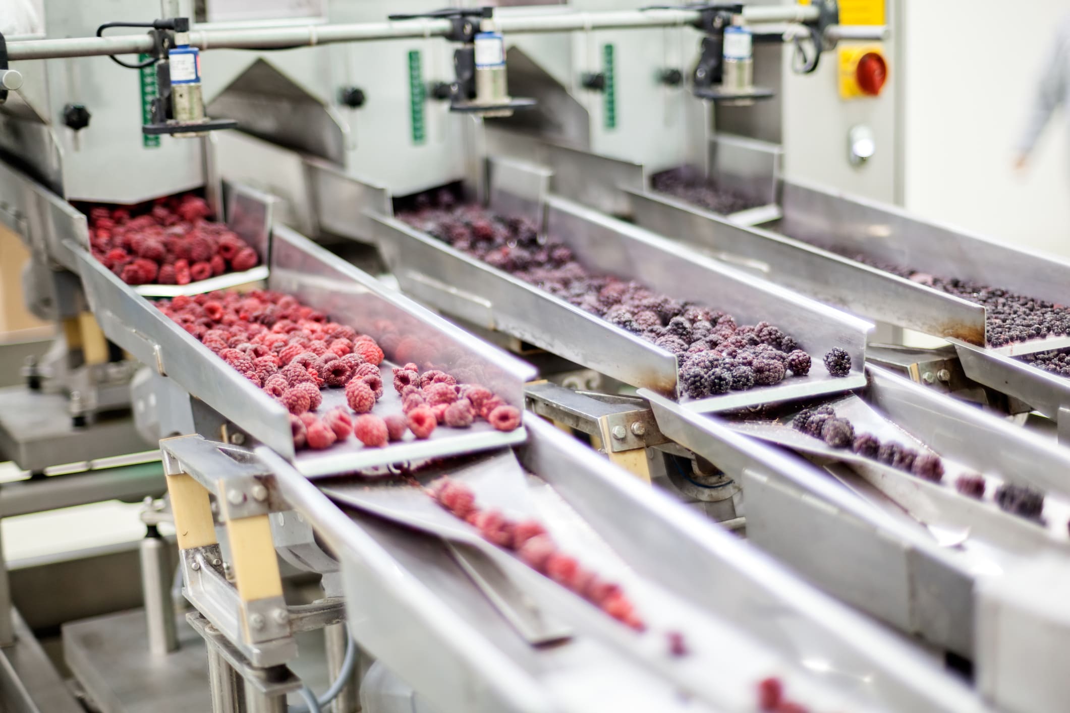 Fruit processing line